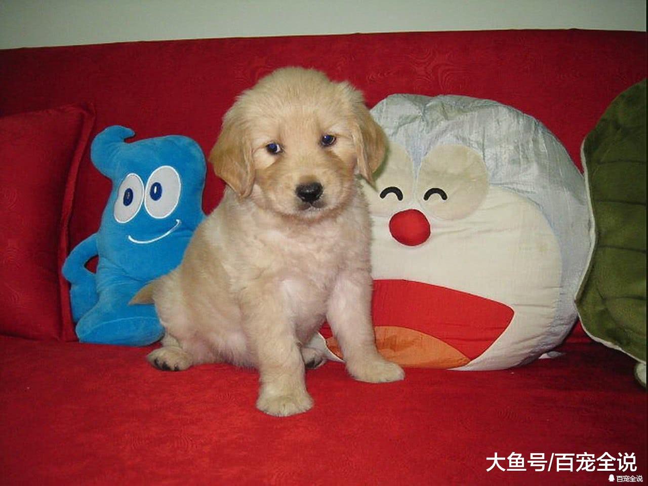 金毛相伴主人8年误服老鼠药身亡, 疑似邻居对其不满狠下毒手