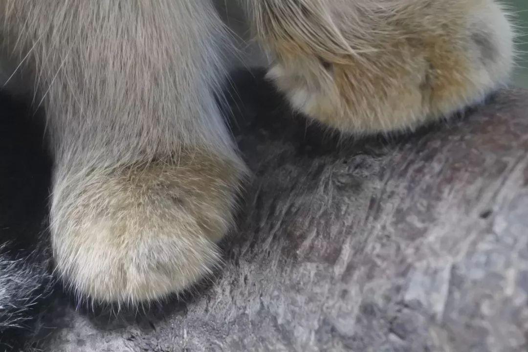 看了这些萌点各异的照片之后, 网友表示: 动物园还能这么逛?