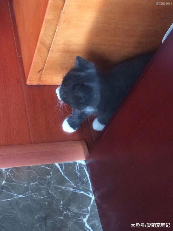 女孩把流浪猫送回乡下老家喂养, 几个月后猫咪依然记得她, 好感动