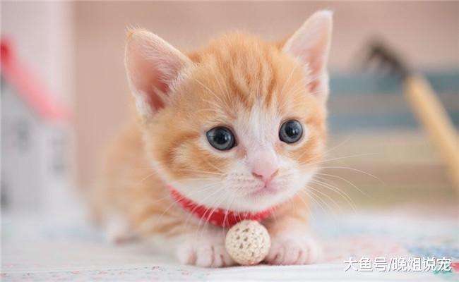 想让猫咪健康又粘人, 就要记住下面5句话, 不然它会远离你