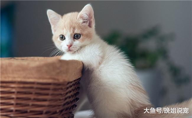 养猫后有五件事铲屎官没法做, 别不信, 看完就知道了
