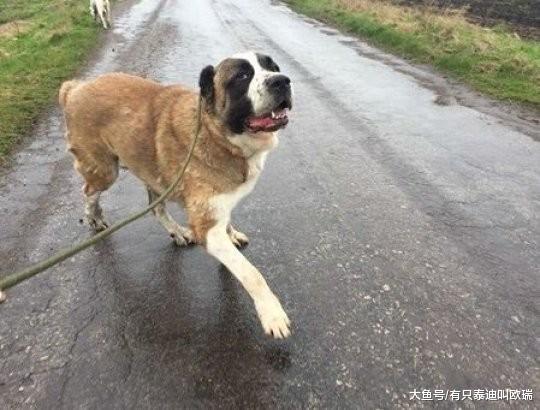 汪受虐多年最怕人凶它终于获救要幸福了…却被屁孩放烟火吓死