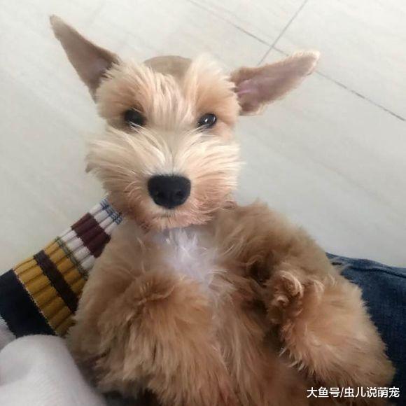 网友养的雪纳瑞还真特别, 它的毛是黄色的, 跟金毛一个颜色