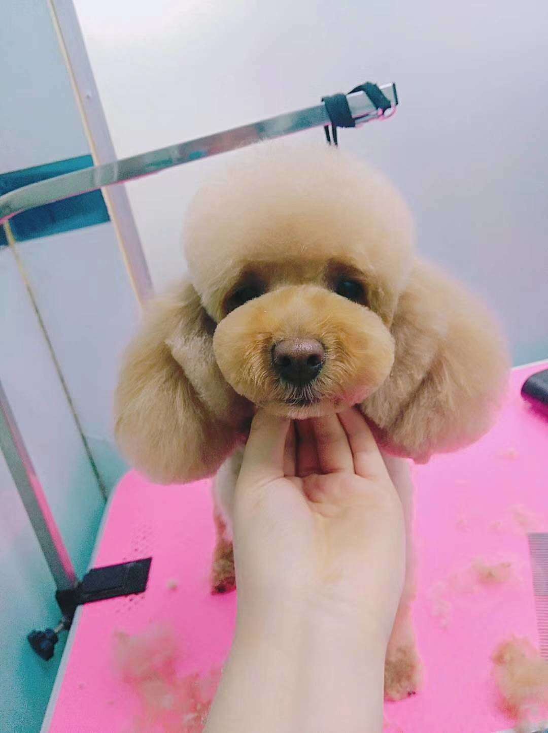 宠物绝育与梳毛的认识