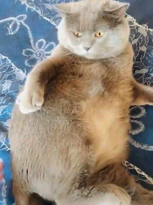 橘猫怀孕三个月不生, 主人带去检查后, 医生一句话羞得他一脸通红