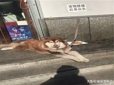 路边看到一只狗狗, 有节奏地晃悠着小jiojio, 网友: 这狗真会享受