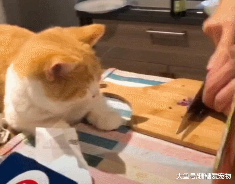 橘猫盯着主人切洋葱, 突然就泪流满面了, 猫: 不好! 铲屎的, 有毒