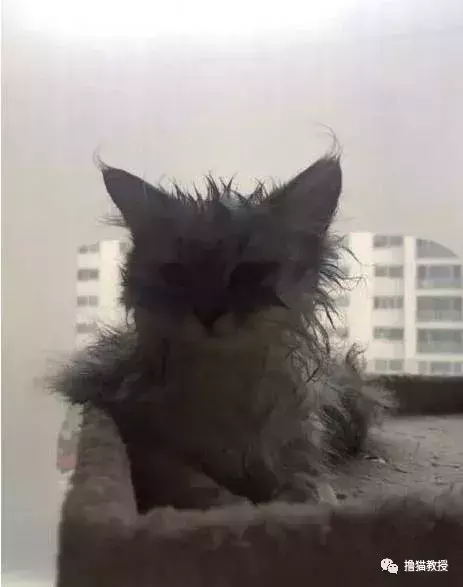 白雪公主和两只大舔狗: 如果不是真的喜欢, 谁又喜欢做舔狗呢