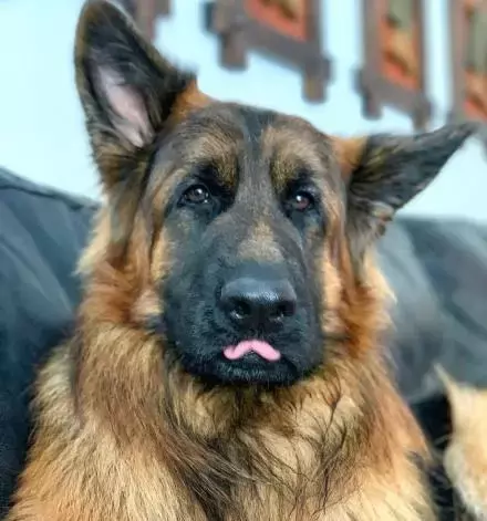 看完德牧的介绍后, 网友: 这不就是我选男友的标准!