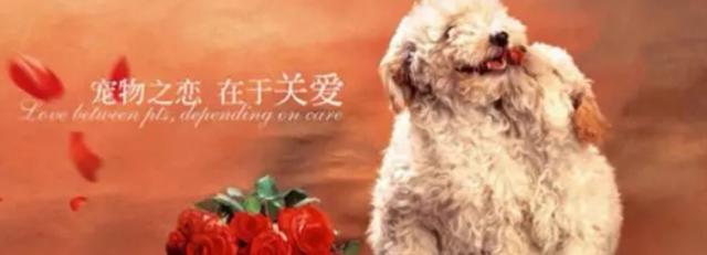 连宠物都有保险了? 你投保了吗?