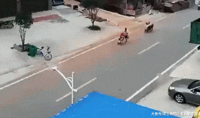 大叔你到底对这头母猪做了什么? 追着你跑, 满大街只追你一个?