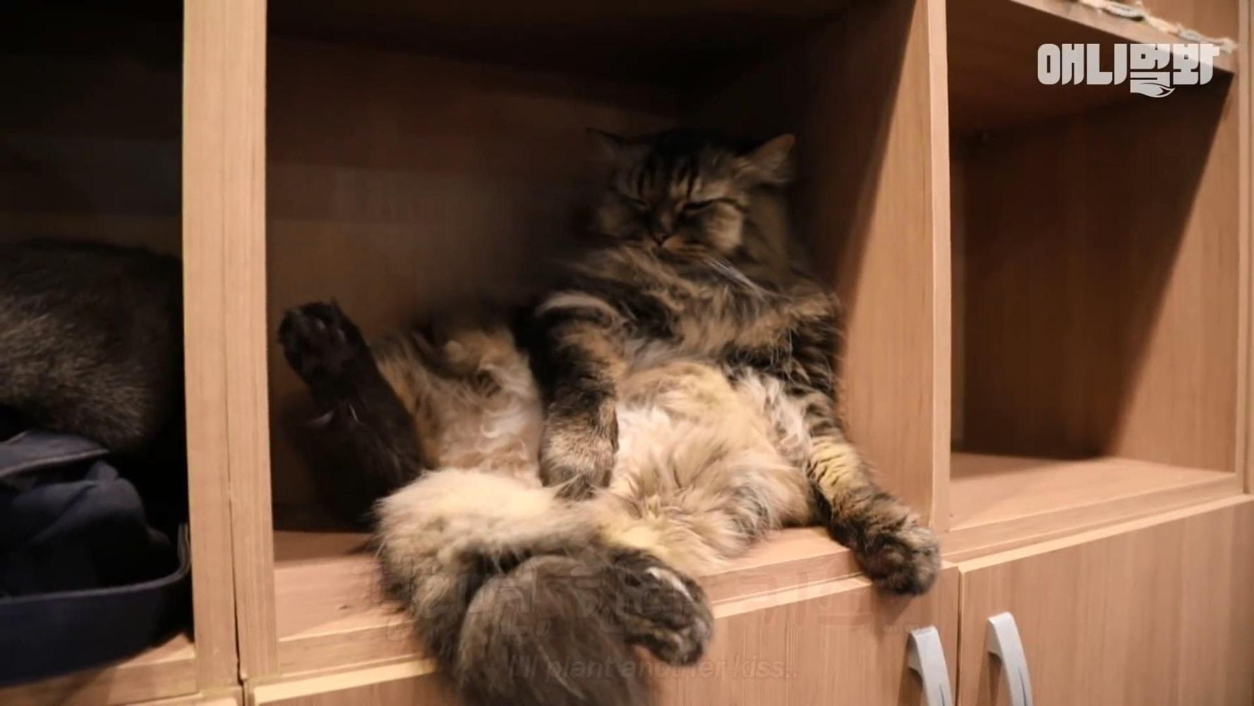 猫咪患上亲吻癖, 一见美女老板就下嘴, 店员: 比男朋友还亲密