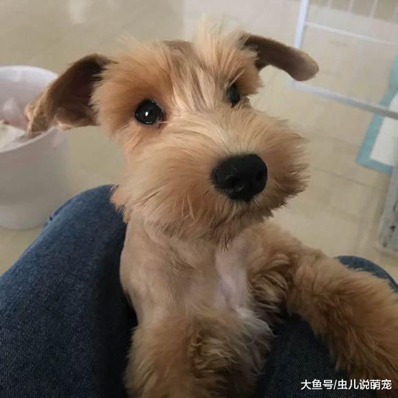 网友养的雪纳瑞还真特别, 它的毛是黄色的, 跟金毛一个颜色