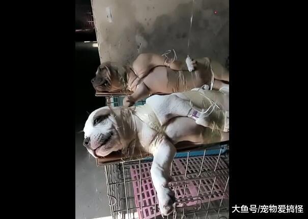 主人给狗这样打吊针, 全身用胶布紧缠, 场面把人笑死!