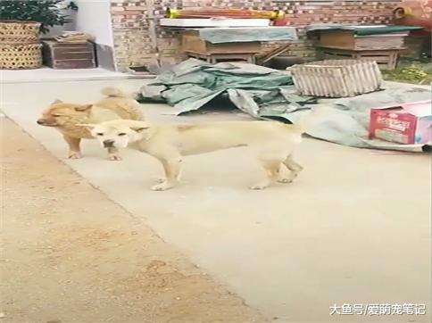 田园犬: 闲来无事, 蹦个野迪, 网友: 这是全村唯一去过迪吧的汪!