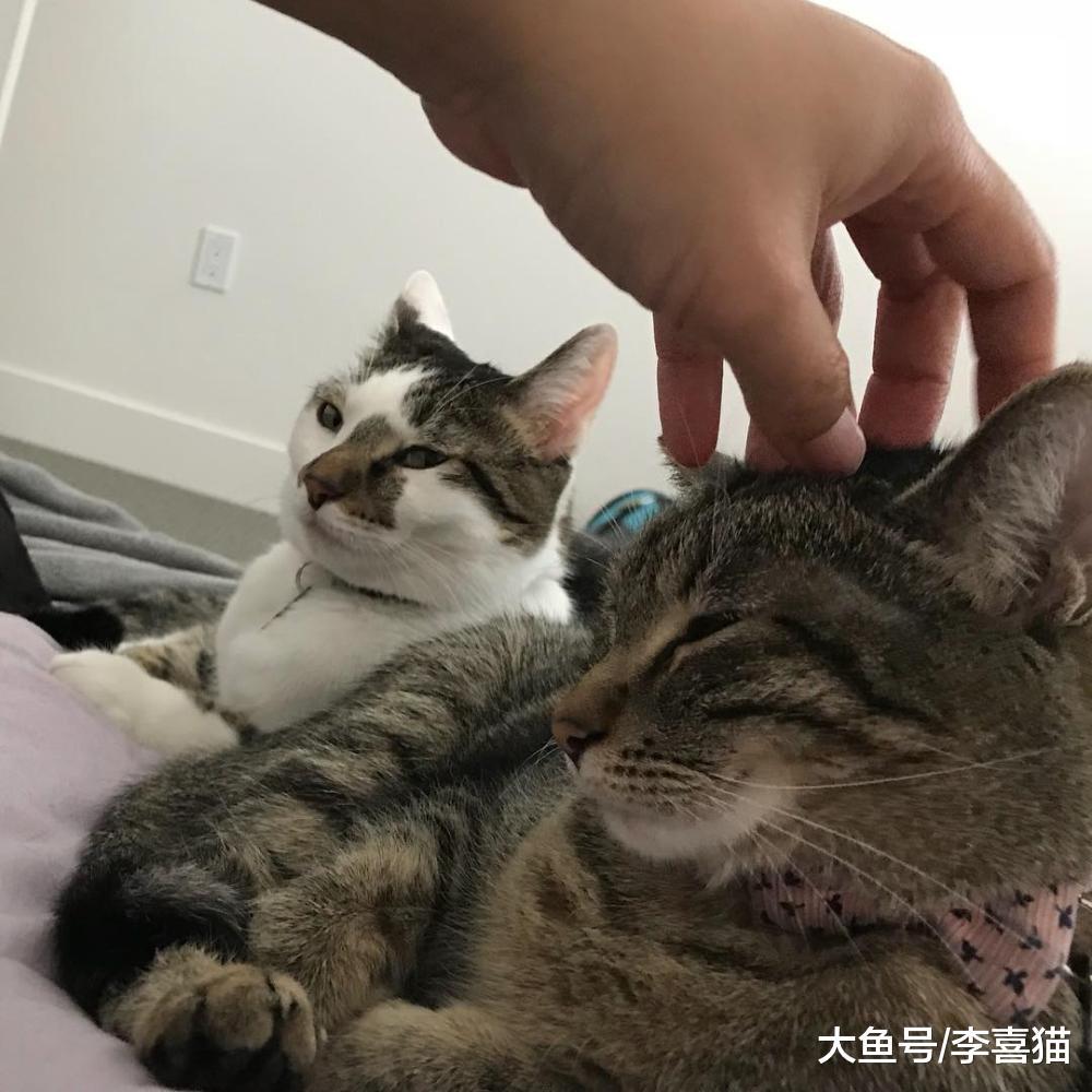 猫咪之间争风吃醋原来不是为抢夺铲屎官的爱, 而是在竞争所有物!