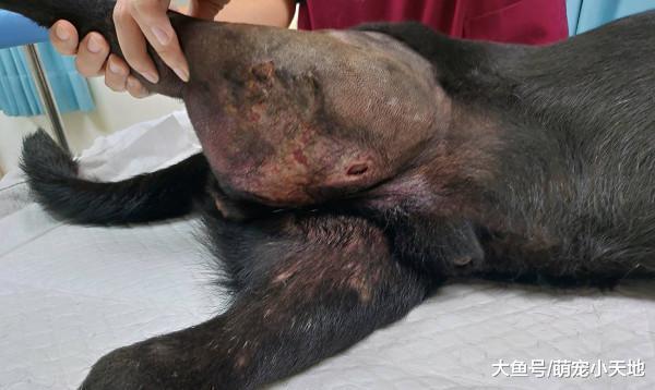 孤僻黑狗骨折后后腿胖3倍, 送医后从磨蹭胸膛变成爱笑的撒娇汪