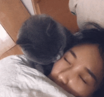 蓝猫偷偷亲吻女主人, 亲完之后还耍帅, 网友: 萌化老娘小心心