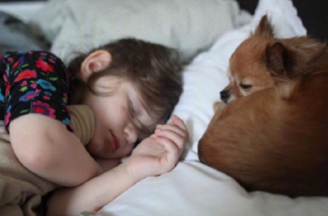 狗狗: 主人我走了, 你们晚安, 我不能再陪伴你了