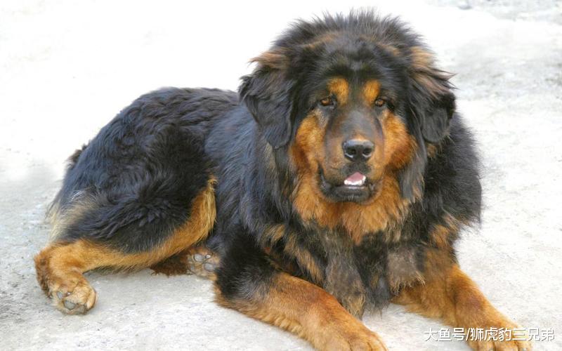 国内4种性格最猛的狗, 前两只为狼犬, 最后位打猎厉害