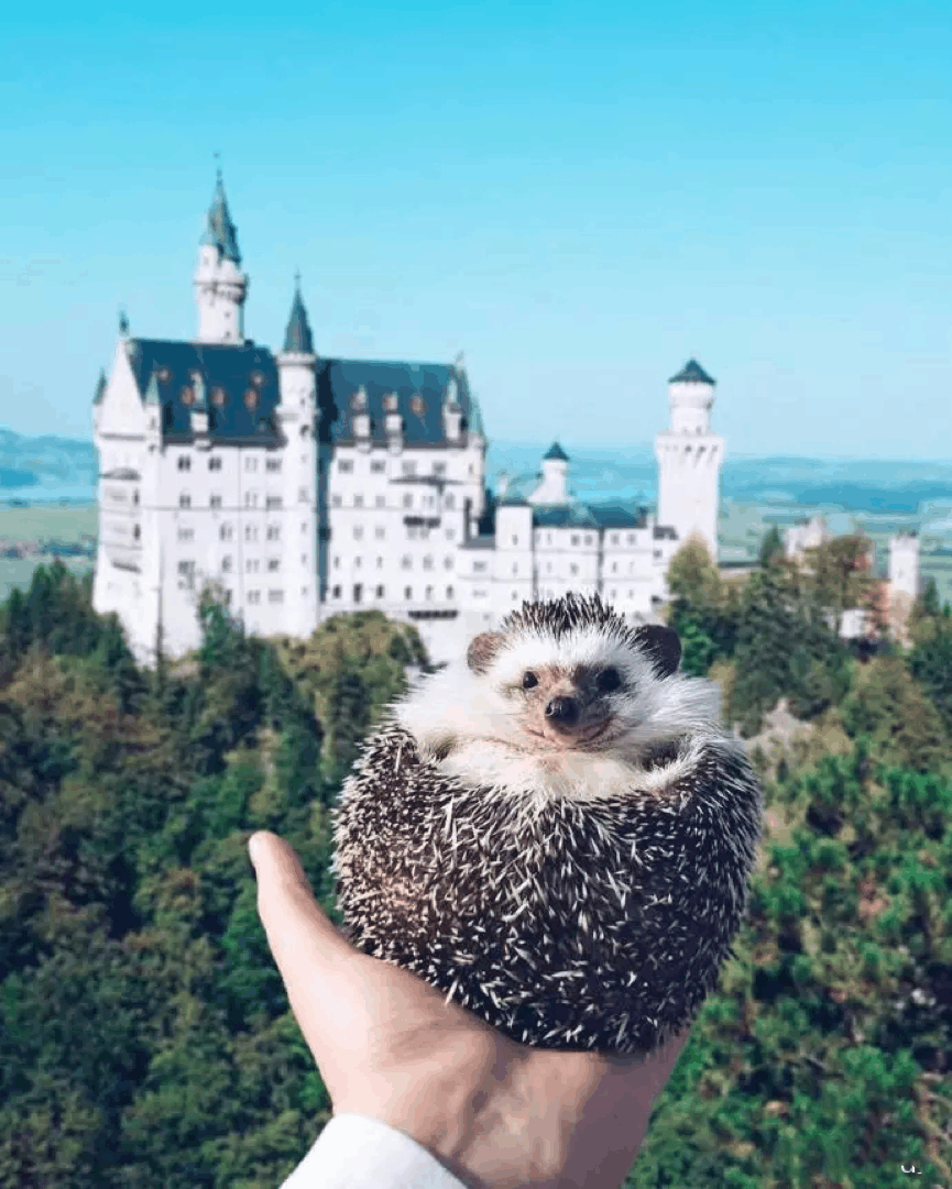 有些人表面风光, 背地里连只刺猬都比不上, 你羡慕这只小刺猬吗?