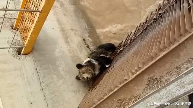 熊瞎子掉水里了, 救援的时候给它拍照它还怕羞捂脸, 还不好意思了