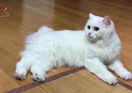 把高冷猫和熊孩子关一个屋, 推门一看笑得胃抽筋: 果然一物降一物