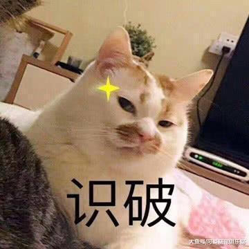 主人将小鱼干拿走, 瞬间被猫咪的反应笑喷! 猫咪: 朕的小鱼干呢?