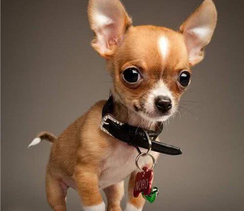 魔镜魔镜, 谁是世界上最受欢迎的狗狗! 你们家的狗狗上榜了吗?