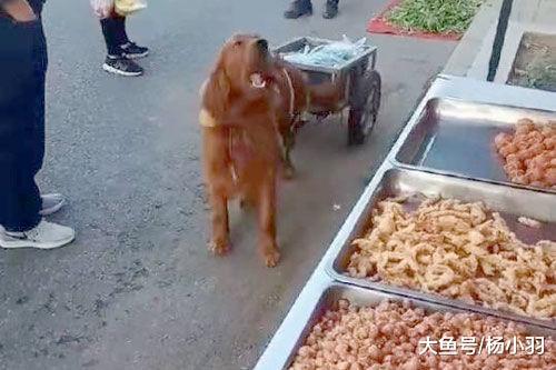 第一次让狗单独去买菜, 大爷悄悄跟随, 结果狗买完菜路过炸鸡摊…