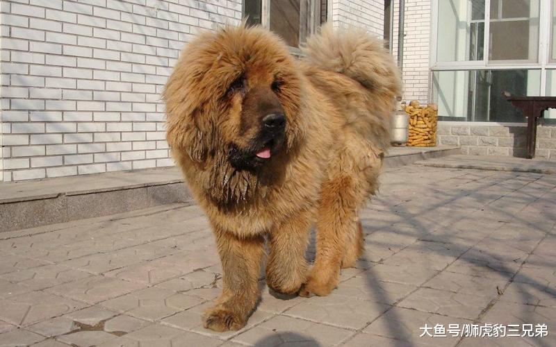 两种素有“国宝”之称的猛犬, 不仅体型最大, 实力更是犬中前三