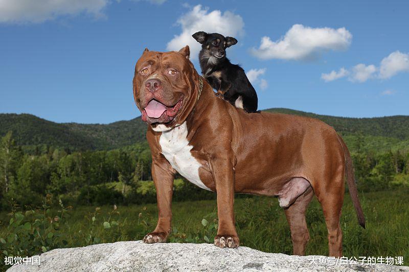 想用食物贿赂狗狗? 没用的! 它们要的是奖励! 爱护! 价值!