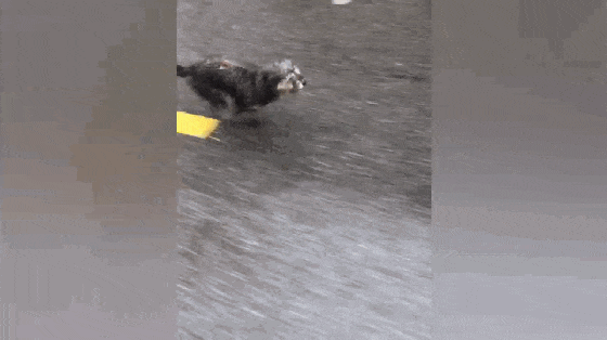 好心人喂流浪狗, 狗子追着汽车撵半里地, 狗: 做我的主人好不好…