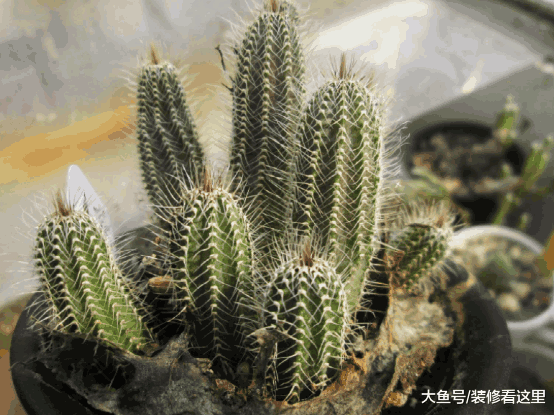 家里有甲醛残留? 养上这些植物, 再也不用担心啦