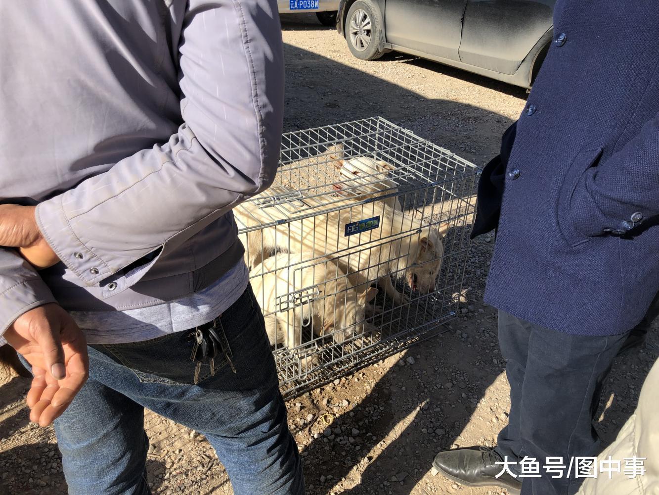 狗市: 男子按照“4块”批发广西猎犬, 遭到商贩拒绝!