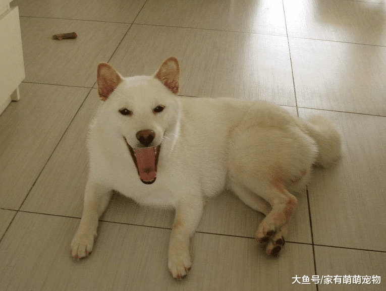 狗狗的睡姿也有讲究, 5个睡姿对应物种性格, 你家狗子属于哪种?
