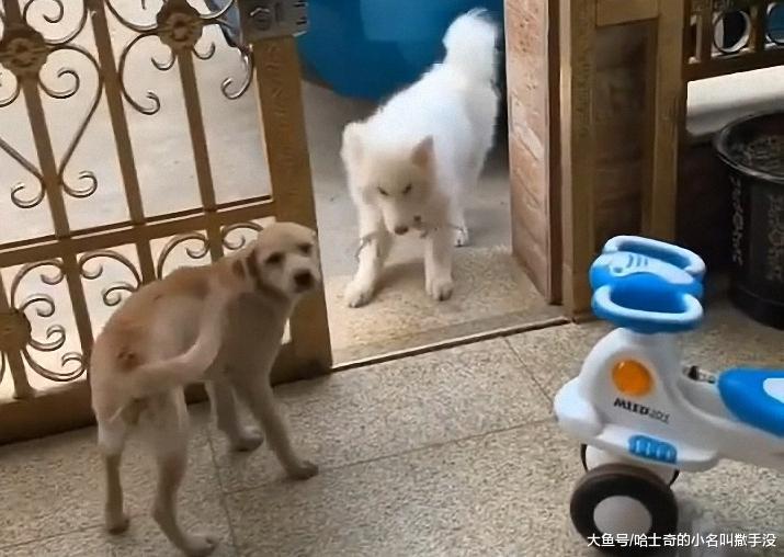 萨摩耶被螃蟹夹的嗷嗷的, 土狗碰都不碰, 比聪明还是中华田园犬