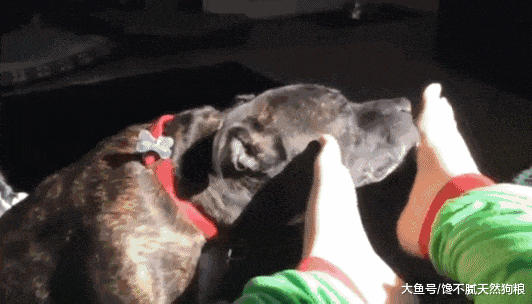 狗狗为啥喜欢舔主人? 原因有5个, 有“味道”在内!