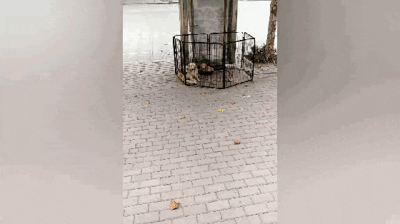 金毛狗崽聪明可爱, 知道地上凉, 还懂得蜷在铁锅里睡……