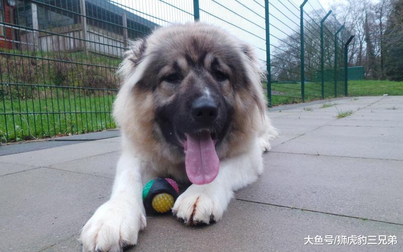 两种素有“国宝”之称的猛犬, 不仅体型最大, 实力更是犬中前三