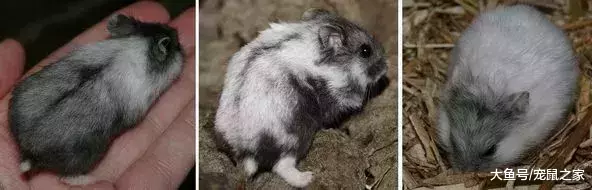 一文带你走进仓鼠世界: 仓鼠种类之坎贝尔仓鼠