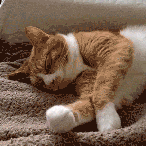 是否想养狗狗又同时想要猫咪? 这几只性格超好的喵星人, 满足你!
