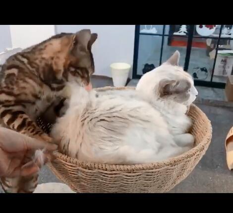 布偶猫休息时惨遭喵星人咬毛, 结果等反应过来背上都差点秃了!