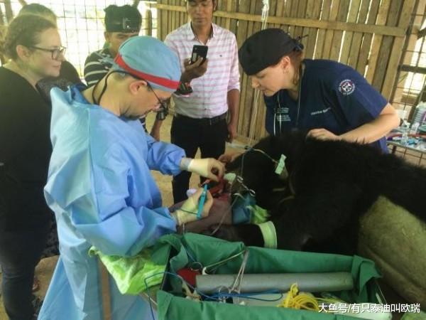 黑熊患怪病「舌头肿胀3公斤」垂在体外, 舌头还会「拖在地上」让他无法进食!