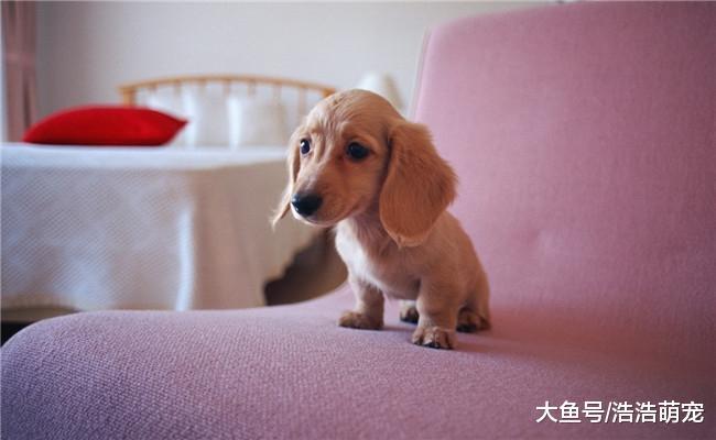 狗狗对你凶的有四点原因, 都跟主人有关系, 可能它没把你当主人