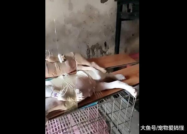 主人给狗这样打吊针, 全身用胶布紧缠, 场面把人笑死!