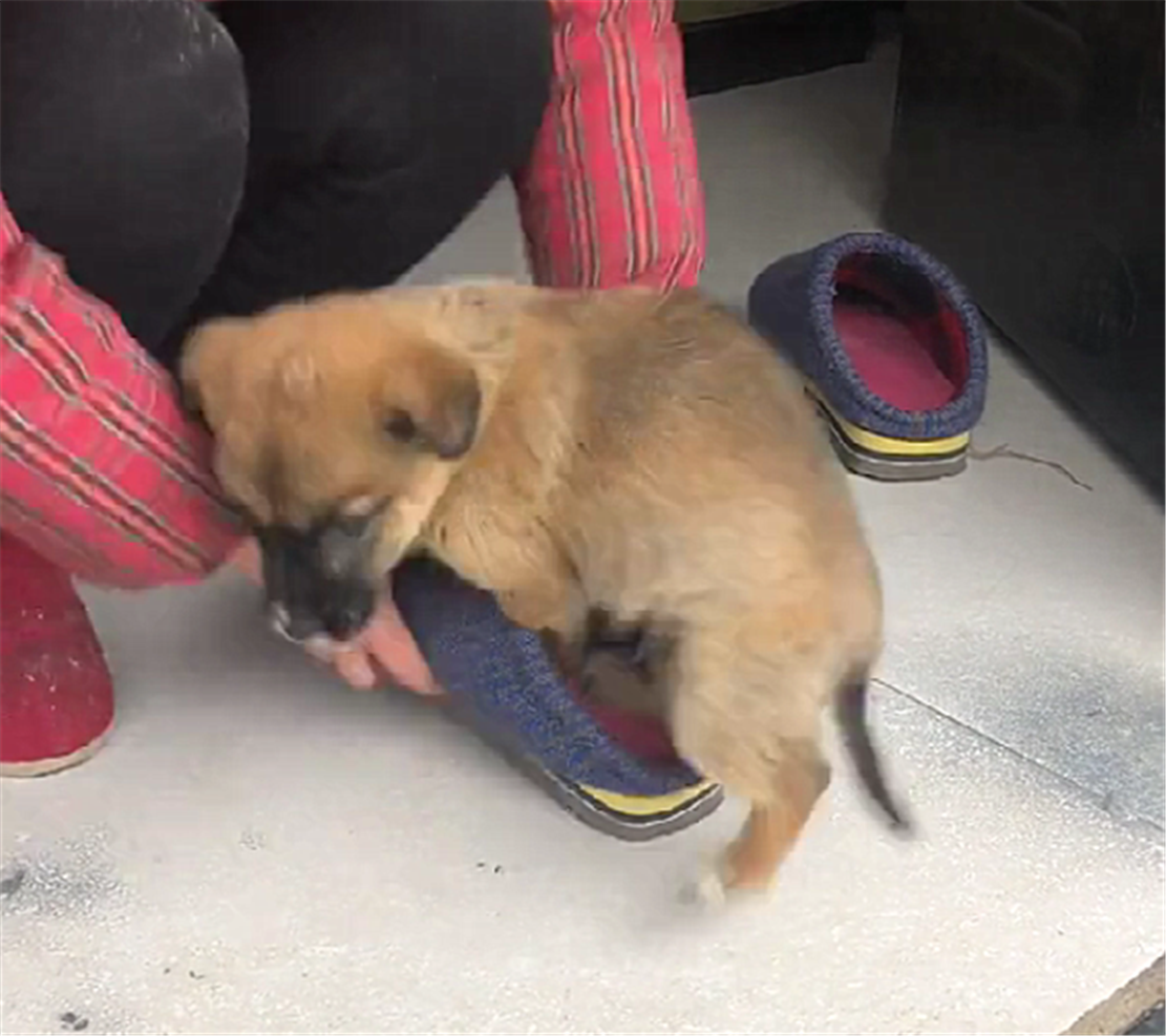 小狗崽嫌冷, 四只脚塞棉拖里保暖, 狗: 冻脚脚……