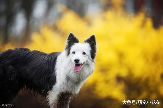 说边牧难养的, 却不知道有这4个好处, 养了没后悔过!