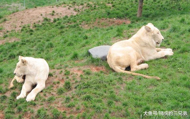 这种狮子是非洲狮的“神奇”变异, 却因外表被歧视, 过着独居生活