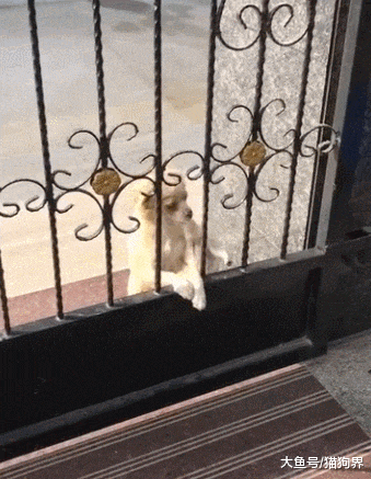 狗妈带狗娃出门, 自己出来了, 娃呢? 娃被你丢了? 真是一孕傻三年